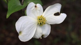 Closeup of a dogwood (Cornus florida) flower at Joe Budd WMA in Gadsden County
