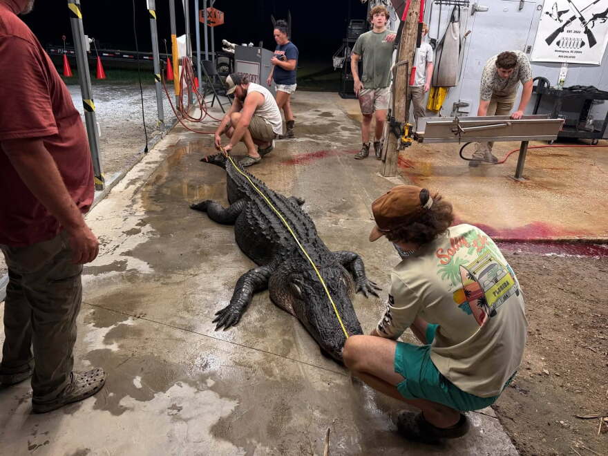 A nearly 13-foot gator weighing roughly 600 pounds was caught Monday, Sept. 21, 2026, in the Waccamaw River between Georgetown and Myrtle Beach.