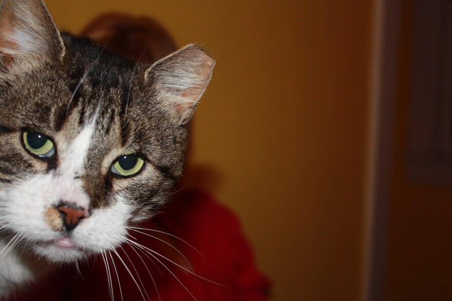 Feral cat with tipped ear