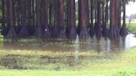 While swamps filled up early Thursday with gallons and gallons of rainwater, the flooding was largely contained in the Big Bend region compared to the deluge from Tropical Storm Debby in 2012.