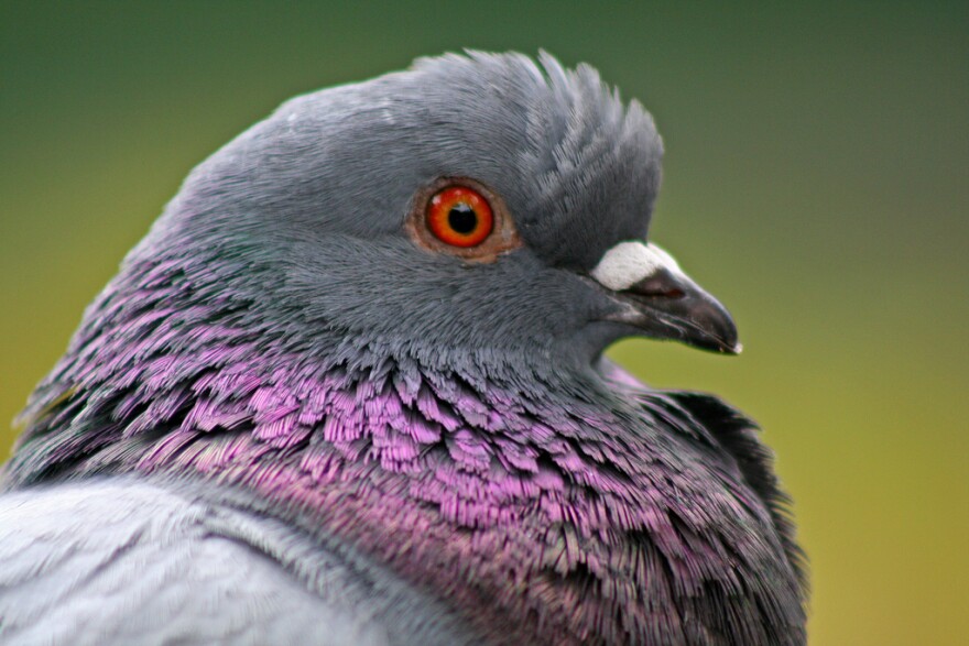 pigeon head and neck