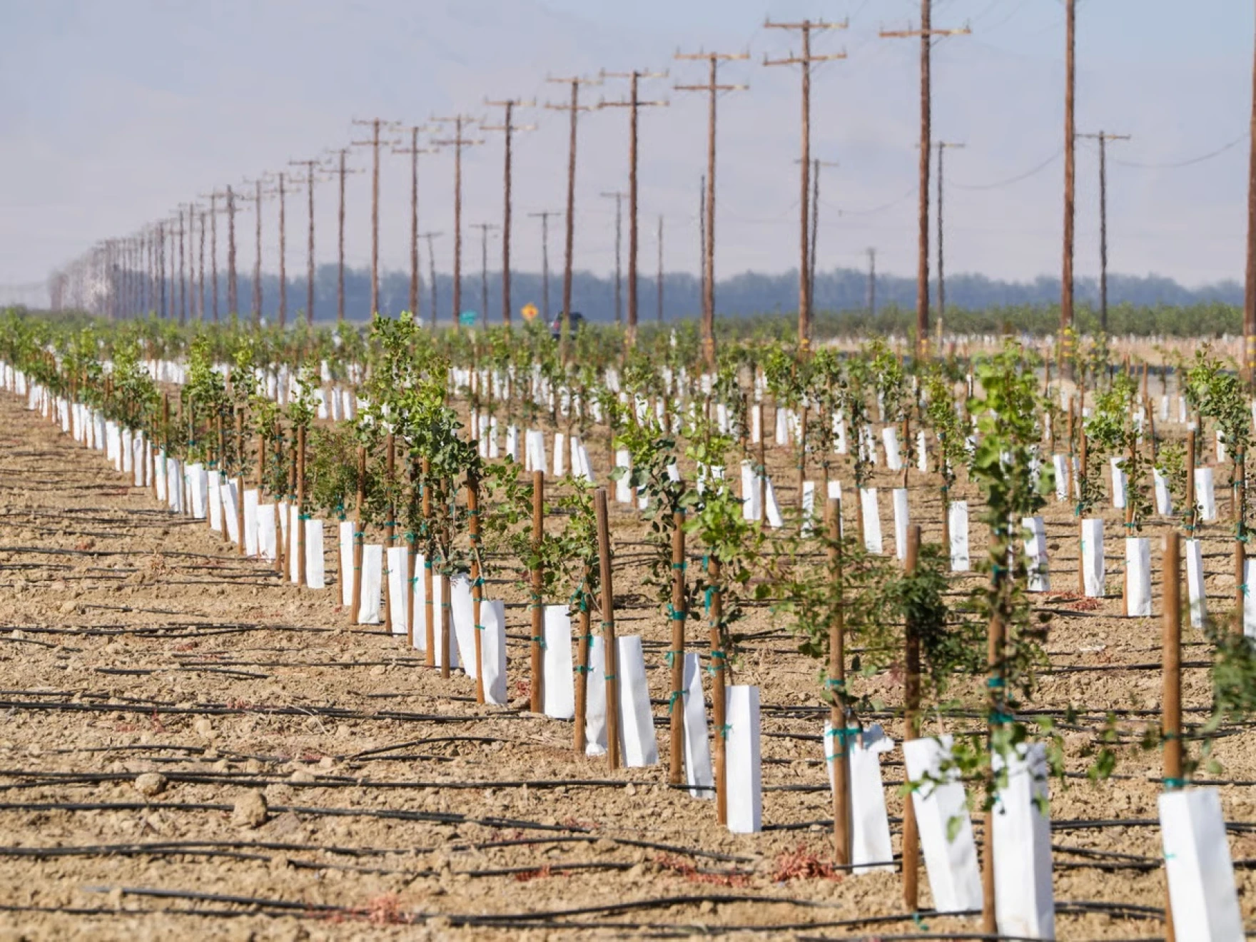 California to phase out paraquat over health concerns. What does this mean for farmers?