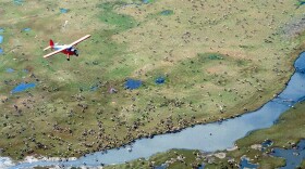 An airplane flies over caribou on the coastal plain of Alaska's Arctic National Wildlife Refuge, where the Trump administration is moving to sell leases for oil drilling.