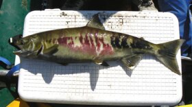 Chum salmon