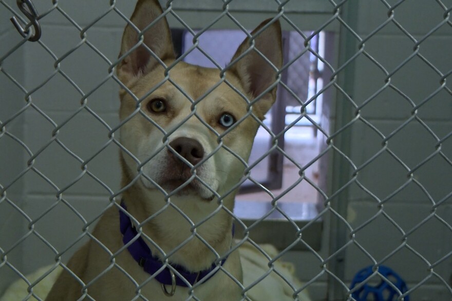 Animals at the city's humane society, like Skye here, are able to be treated for pain before making their way to local vet hospitals.