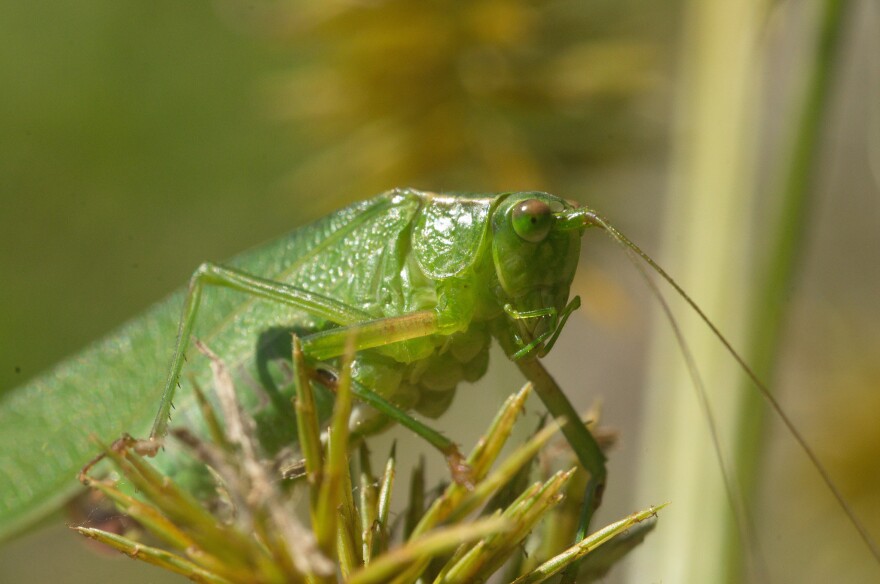 katydid