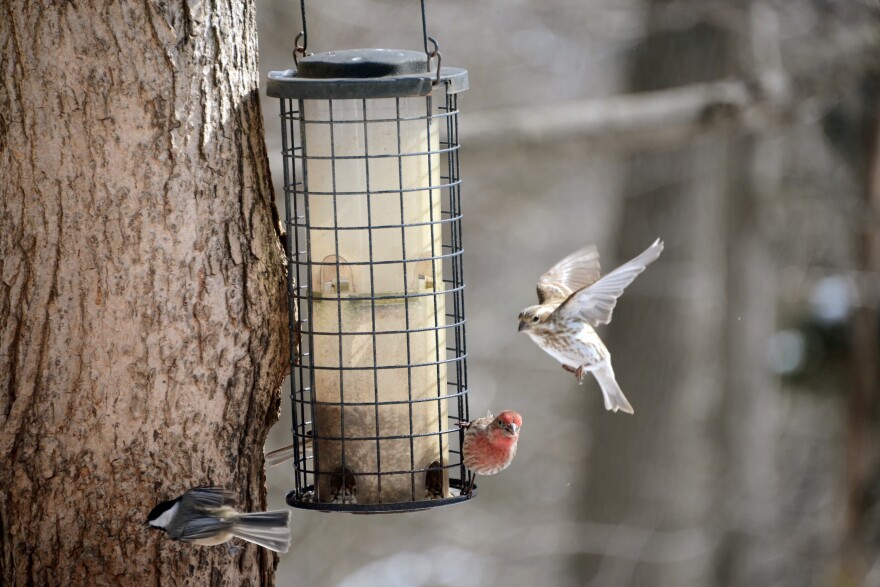 Birds visiting a bird feeder in Louisville in February 2021.