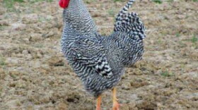 Ziggy the Rooster