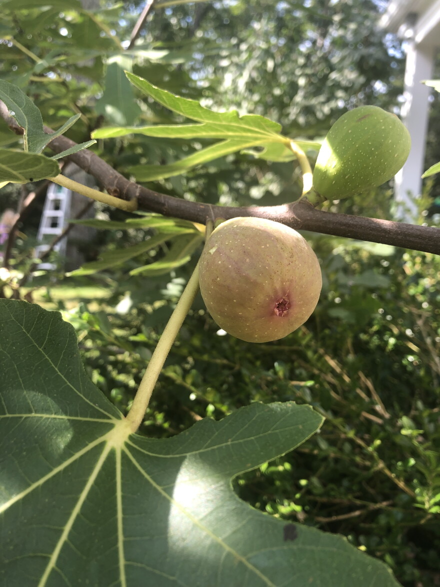 My fig tree produced a lot of fruit this year.