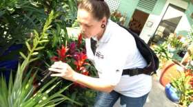 Carrie Atwood, a domestic inspector for the Florida Keys Mosquito Control District, uses a flashlight to search for aedes aegypti larvae. Photo: Nancy Klingener / WLRN