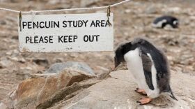 Alison Wright/Getty Images