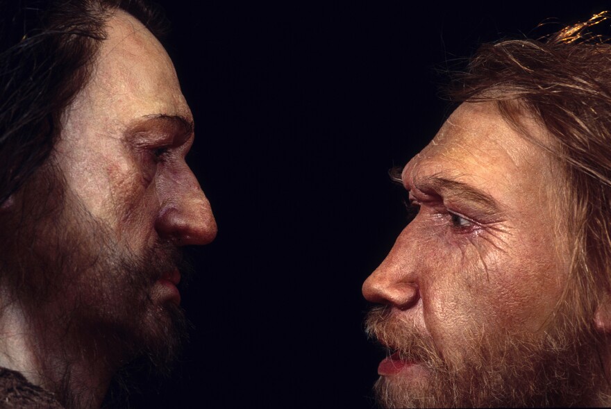 A reconstruction of a Neanderthal man (right) based on skull found at the La Ferrassie rock shelter in Dordogne Valley, France. He's face to face with a male <em>Homo sapien.</em>