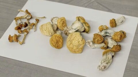 Psychedelic mushrooms on a table in a photo provided by Satya Therapeutics.