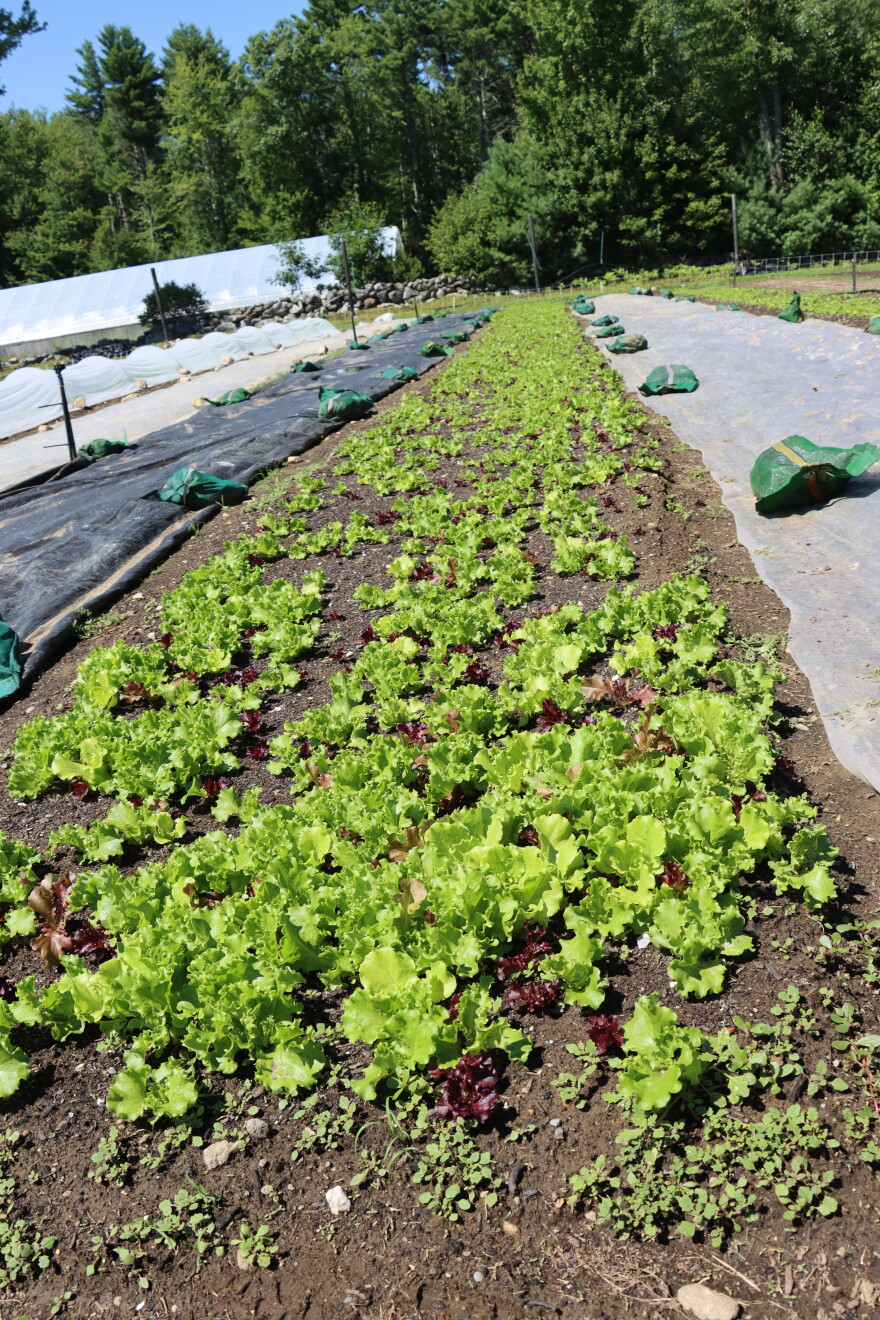 Stever uses different chemical-free practices in growing his organic greens, including tarping and solarizing his beds to accelerate decomposition in the harvested beds of greens.