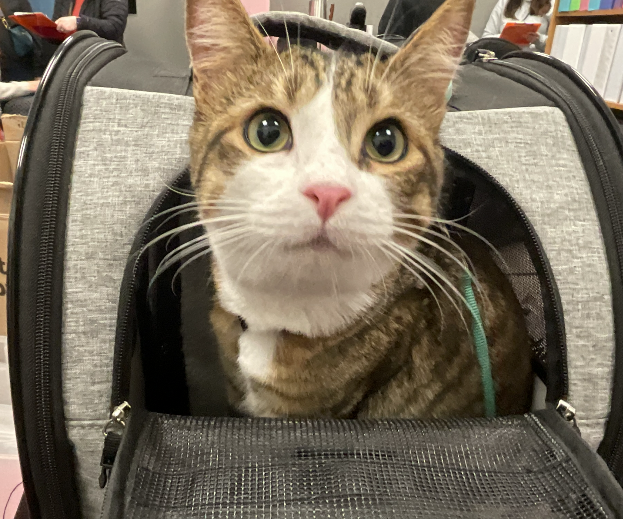 OSU researchers find cat training can get kids with developmental disabilities moving episode artwork