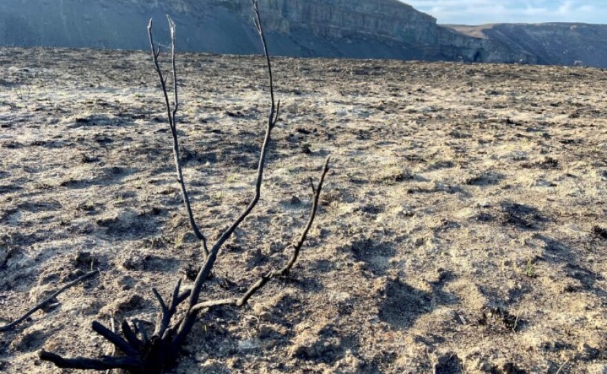 burnt_sagebrush_-_moses_coulee_-_fire_-_pearl_hill_fire_2020_-_credit_courtney_flatt-nwpb.jpg