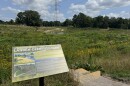 The new wetland at Landen-Deerfield is full of native plants and grasses and has water channels throughout.
