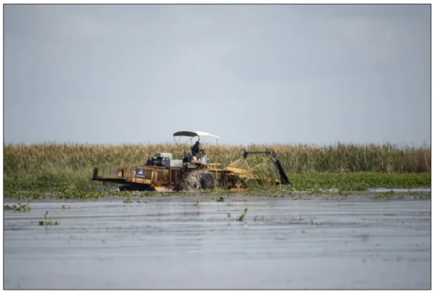 A mechanical harvester collects water hyacinth at Lake Okeechobee for a study by the U.S. Army Corps of Engineers. The plant material is softened into a slurry, then pumped onto dry land.