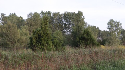 Eastern redcedars grow among other trees in northwest Oklahoma.
