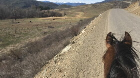 Ashley Ahearn's horse, Pistol. (Courtesy)