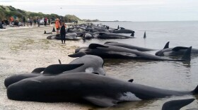 Volunteers try to save about 100 pilot whales after more than 400 of them were stranded at Farewell Spit near Nelson, New Zealand, on Friday.