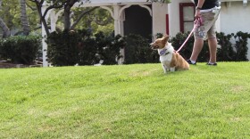 Legislation approved by a Senate committee would eliminate local ordinances that ban pet stores from selling dogs.