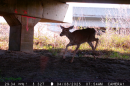A white-tailed deer walks under a Missouri overpass on a sunny day.
