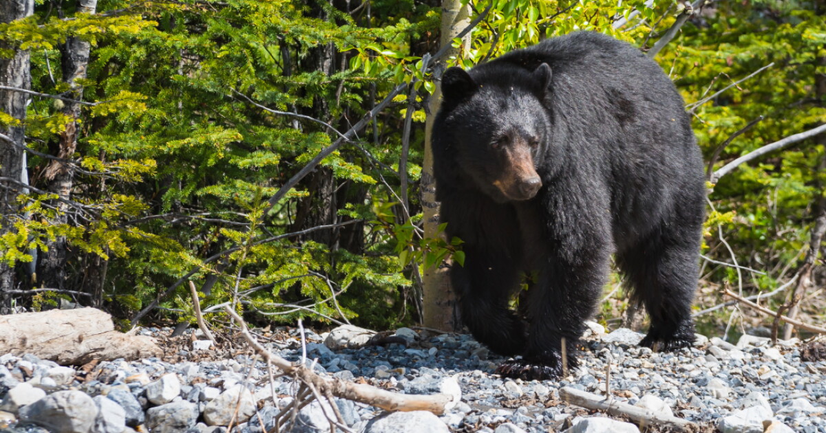 Bear stands on rocks in front of a canopy of trees