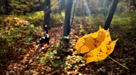 Fall leaves in the Connecticut outdoors Oct. 16, 2023.