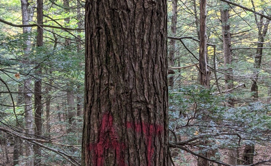 A vandalized tree located not far from a trailhead on the Appalachian Trail in North Adams, Massachusetts.