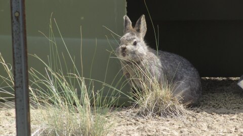 An adult pygmy rabbit peers out from a a shaded area inside a six-acre enclosure near Ephrata, Wash.