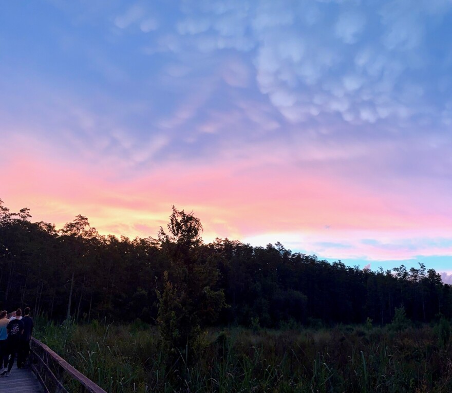 Audubon Corkscrew Swamp Sanctuary boardwalk and landscape. The site will close from Aug. 17-20 for maintenance.