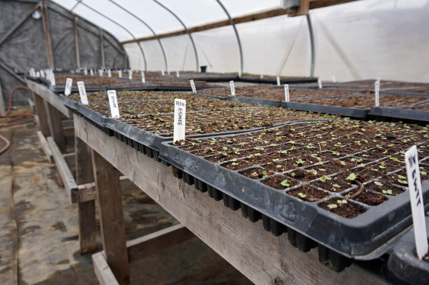 Farm workers have already begun starting seeds in the VYCC greenhouses.