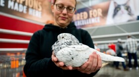 Kaitlyn Myers, of Leslie, Mo., shows off one of her Saint pigeons during the Spirit of St. Louis Winter Pigeon Show at Purina Farms on Saturday, Jan. 10, 2026, in Gray Summit.
