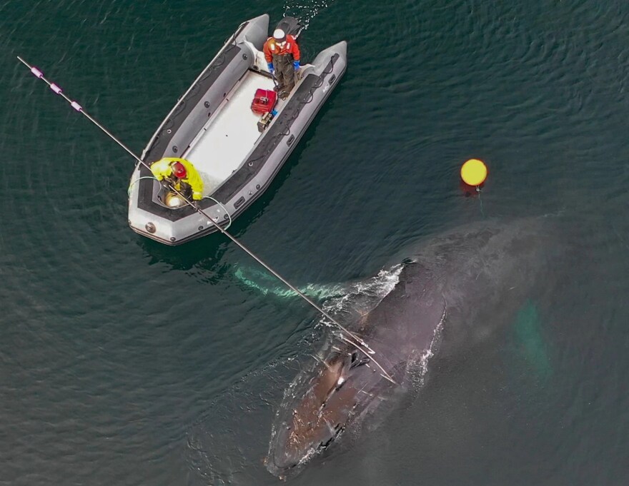 Andy Dietrick / NMFS