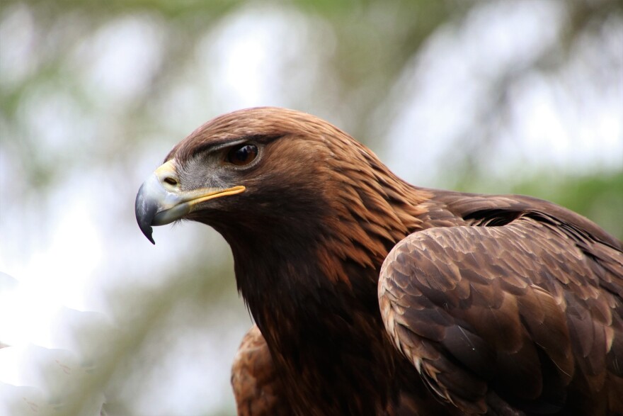 golden eagle habitat