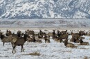 Members of the Jackson Elk Herd are seen here wintering on the south end of the National Elk Refuge in Wyoming   