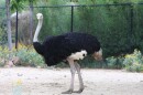 Scientists had assumed that all ratites had a common, flightless ancestor on supercontinent Gondwana.