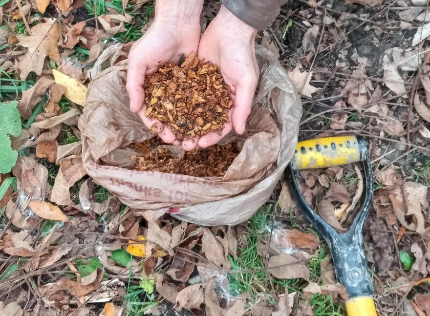 Harvesting knotweed roots to send through a wood chipper yielded 30 to 40 pounds for local herbalists. They'll dry the chips then use them to make tinctures for different ailments.