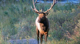 Elk. 