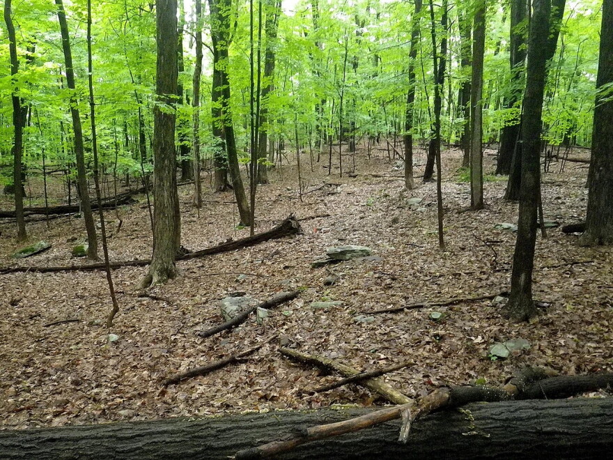 A severely deer-browsed forest at Roosevelt-Vanderbilt National Historical Site in New York’s Hudson River Valley. (credit: National Park Service)