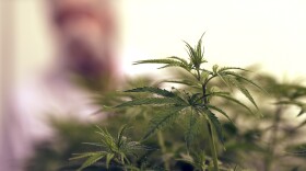 FILE- Dalton Edwards works with marijuana plants in a flowering room at Compassionate Cultivation.