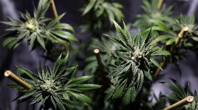 A marijuana plant is displayed during the 2016 Cannabis Business Summit & Expo on June 22, 2016 in Oakland, Calif. (Justin Sullivan/Getty Images)