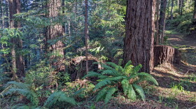 A redwood forest with ferns on the ground.