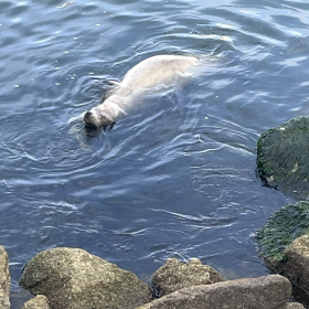 A pale-colored sea lion floats just off shore from some large rocks.