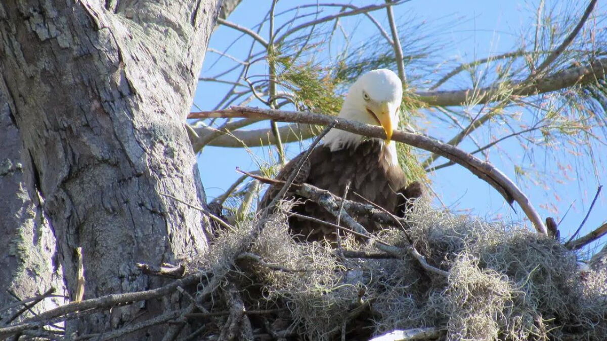 Nearly a dozen eagle nests under watch around Sanibel and Captiva - Vimarsana News