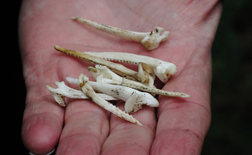 Eagles picked these bones of a blue catfish clean.