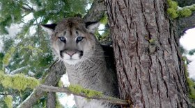An adult mountain lion 
