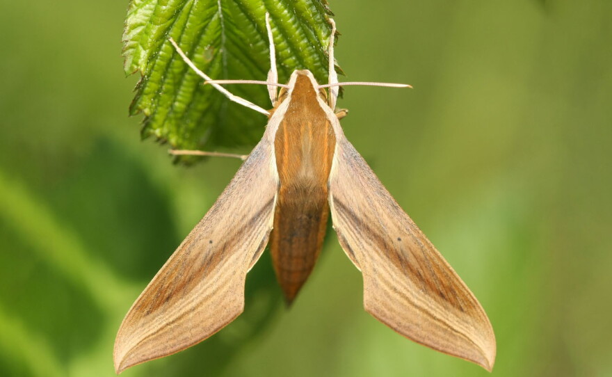 A tersa sphinx moth.