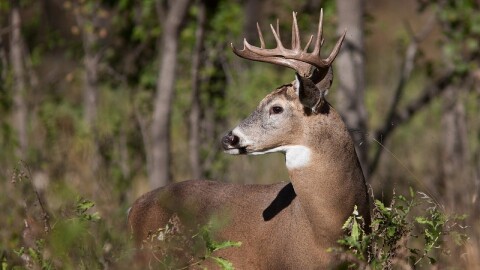 White Tail Deer photo